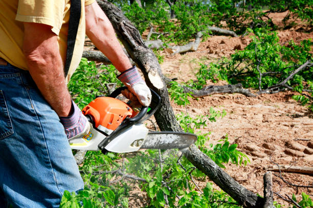 Best Tree Preservation Services  in Greenville, RI